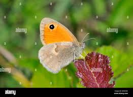 Attēlu rezultāti vaicājumam “Hyponephele lycaon”