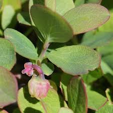 Attēlu rezultāti vaicājumam “Vaccinium uliginosum flower”