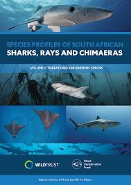 Image result for Scylliogaleus quecketti