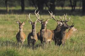 Attēlu rezultāti vaicājumam “Cervus elaphus”