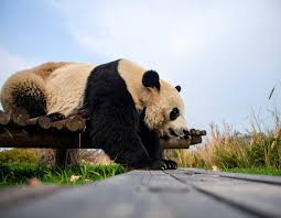 Résultat de recherche d'images pour "pandas"