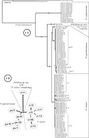 Attēlu rezultāti vaicājumam “Ptilidium pulcherrimum sporophyte”