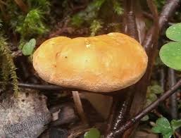 Attēlu rezultāti vaicājumam “Hydnum rufescens”