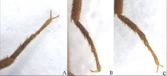 Attēlu rezultāti vaicājumam “Athous sp.”