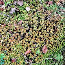 Attēlu rezultāti vaicājumam “Sphagnum wulfianum”