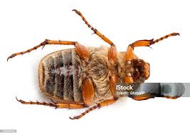 Attēlu rezultāti vaicājumam “Amphimallon solstitiale imago”