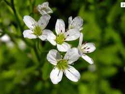 Attēlu rezultāti vaicājumam “Cardamine amara flower”