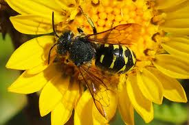 Image result for Boccia In Epsom & Ewell (Bees)