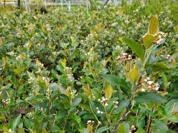 Attēlu rezultāti vaicājumam “Aronia melanocarpa”