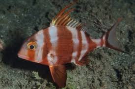 Image result for Symphodus bailloni