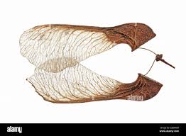 Attēlu rezultāti vaicājumam “Acer tataricum fruit”