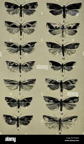 Attēlu rezultāti vaicājumam “Ancylis myrtillana”