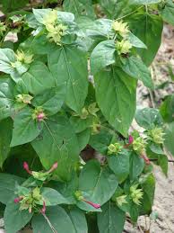 Attēlu rezultāti vaicājumam “Viola mirabilis leaf”