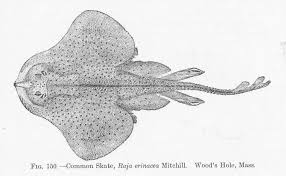 Image result for Leucoraja erinaceus