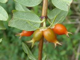 Attēlu rezultāti vaicājumam “Lonicera tatarica fruit”