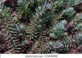 Attēlu rezultāti vaicājumam “Sedum pallidum leaf”