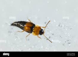 Attēlu rezultāti vaicājumam “Tachyporus sp.”