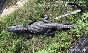 Image result for Alligator mississippiensis
