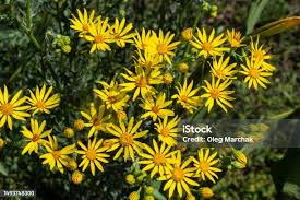 Attēlu rezultāti vaicājumam “Jacobaea vulgaris flower”