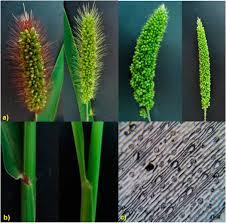 Attēlu rezultāti vaicājumam “Setaria viridis fruit”