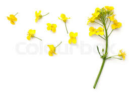 Attēlu rezultāti vaicājumam “Brassica napus flower”