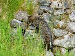 Attēlu rezultāti vaicājumam “Felis silvestris catus adult”