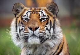 Afbeeldingsresultaat voor tijgers