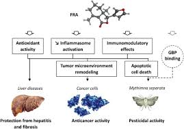 Attēlu rezultāti vaicājumam “Mythimna flammea”