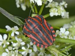 Attēlu rezultāti vaicājumam “Graphosoma lineatum imago”