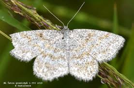 Attēlu rezultāti vaicājumam “Cabera exanthemata male”