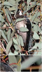 Image result for Hirundapus caudacutus