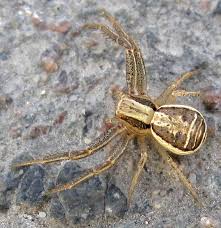 Attēlu rezultāti vaicājumam “Xysticus ulmi”