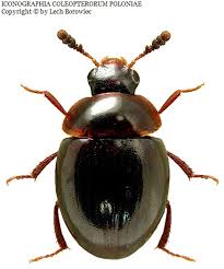 Attēlu rezultāti vaicājumam “Anisotoma humeralis”