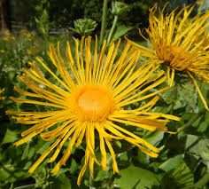 Image result for Inula helenium