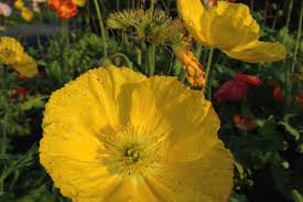 Image result for Papaver nudicaule