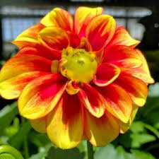 Attēlu rezultāti vaicājumam “Pseudotsuga menziesii flower”