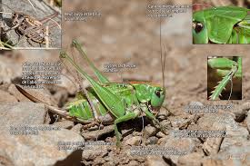 Attēlu rezultāti vaicājumam “Decticus verrucivorus”