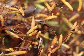 Attēlu rezultāti vaicājumam “Pohlia elongata”