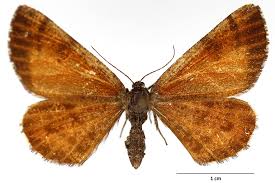 Attēlu rezultāti vaicājumam “Bupalus piniaria”