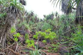 Image result for синхараджа