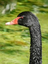 Attēlu rezultāti vaicājumam “Cygnus atratus”