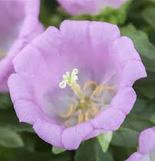 Image result for Marienglockenblumen