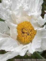 Image result for Romneya coulteri