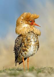 Attēlu rezultāti vaicājumam “Philomachus pugnax”