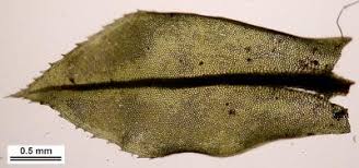 Attēlu rezultāti vaicājumam “Plagiomnium cuspidatum sporophyte”