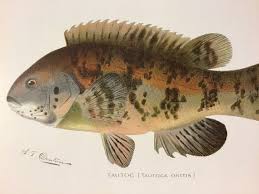 Image result for Tautoga onitis