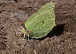 Attēlu rezultāti vaicājumam “Gonepteryx rhamni”