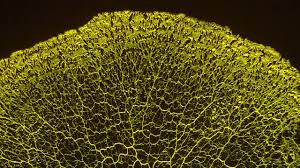 Attēlu rezultāti vaicājumam “Physarum contextum spores”
