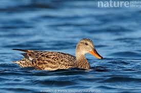 Attēlu rezultāti vaicājumam “Anas strepera”