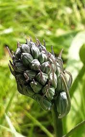 Attēlu rezultāti vaicājumam “Phyteuma spicatum bud”